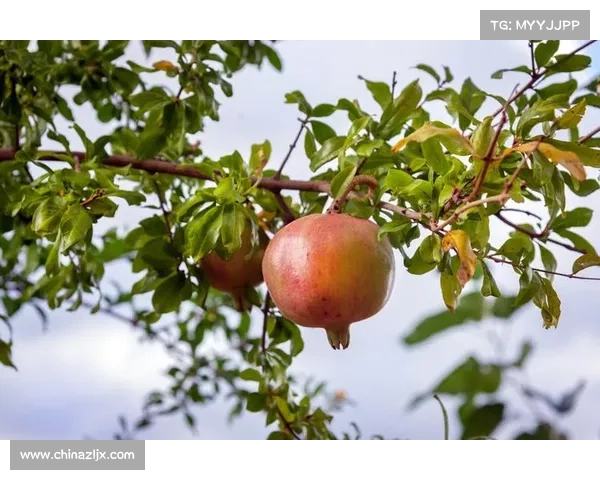 提高高地红石榴抗病能力的有效措施与技术探讨